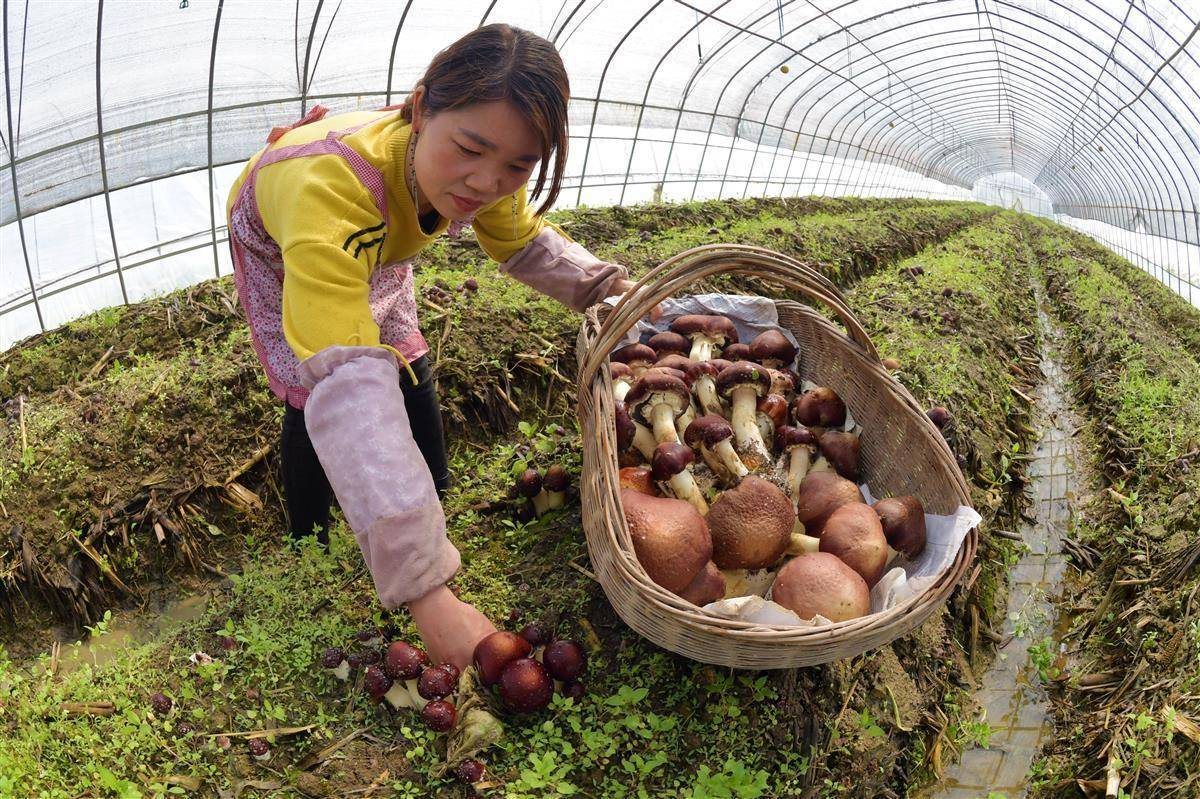 电子游戏平台注册送分